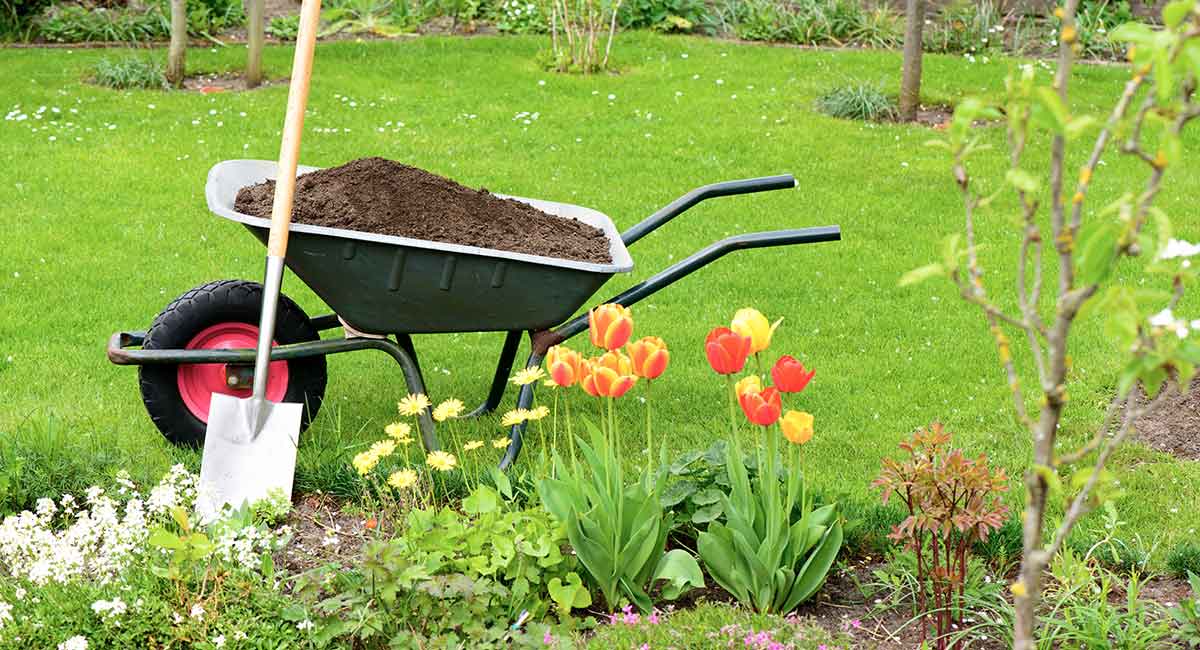 Ein Spaten und ein Schubkarren gefüllt mit Erde steht auf dem Rasen hinter einem Blumenbeet mit Frühjahrsblumen.