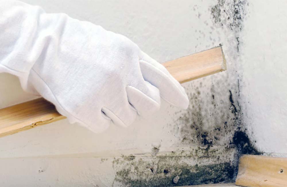 Eine Hand mit einem weißen Handschuh entfernt eine Bodenleiste vor einer verschimmelten Wand.
