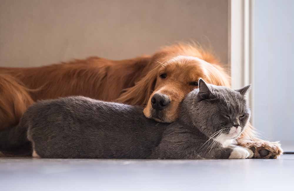 Ein Hund und eine Katze liegen einträchtig nebeneinander auf dem Fußboden.