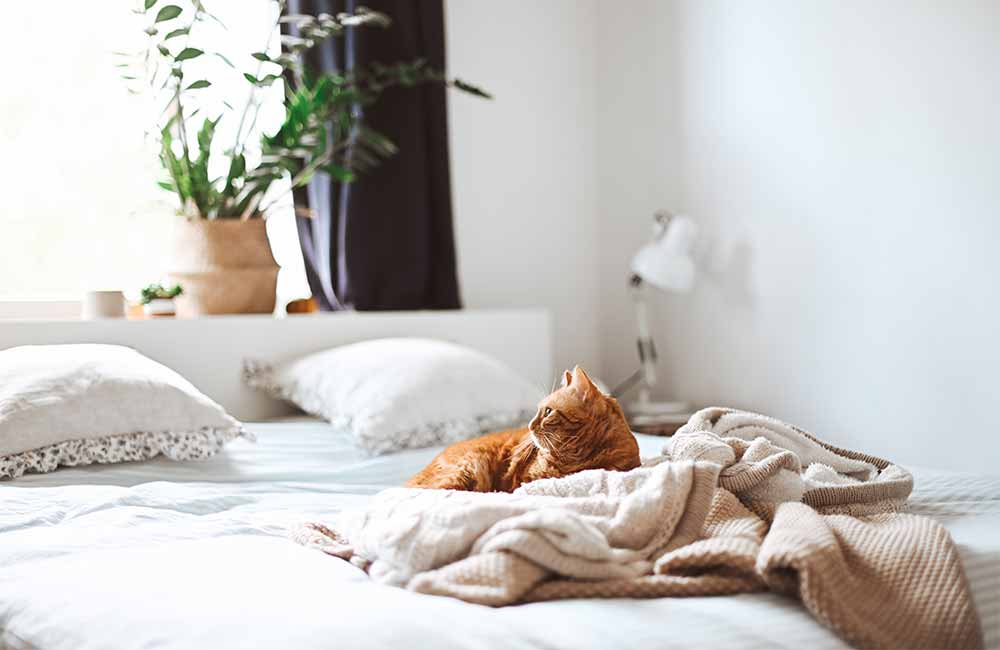 Ein Katze liegt gemütlich auf der Decke eines weißen Doppelbettes und schaut in Richtung des Fensters.