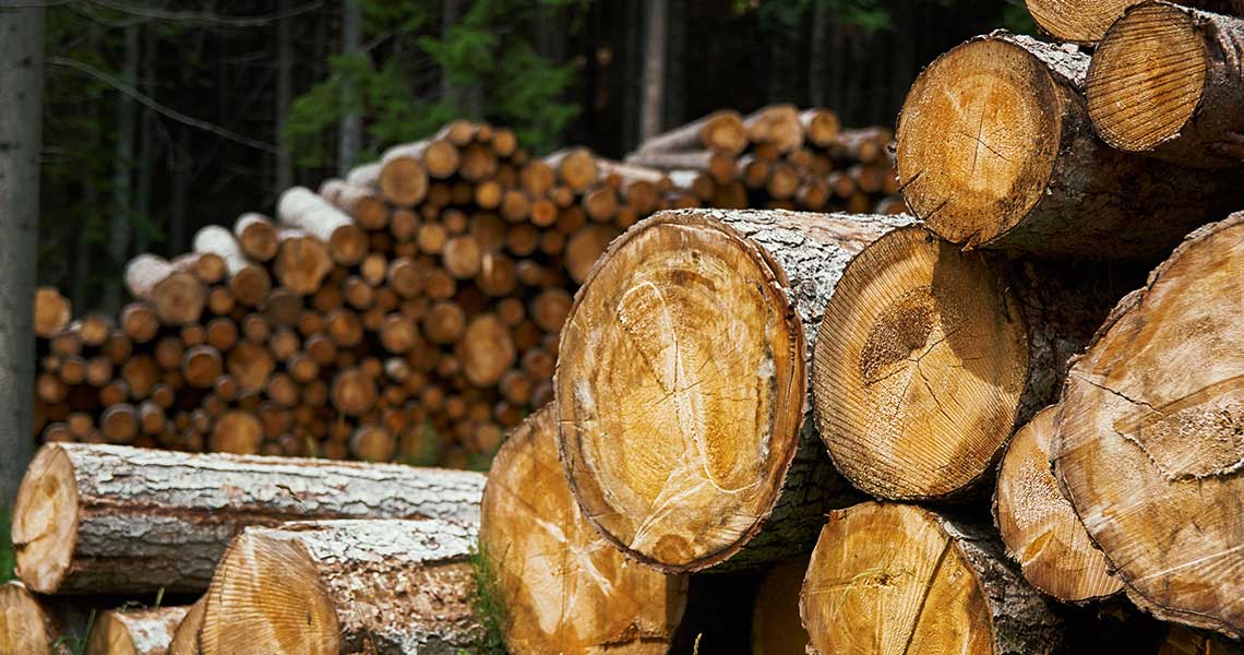 Das Material: Welches Holz eignet sich für den Hausbau?